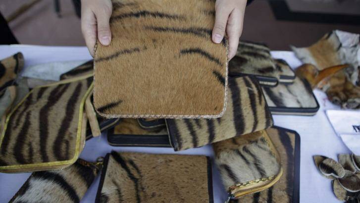 An Indonesian police official shows wallets made from tiger skin in Jakarta last week.
   Photo: Irwin Fedriansyah