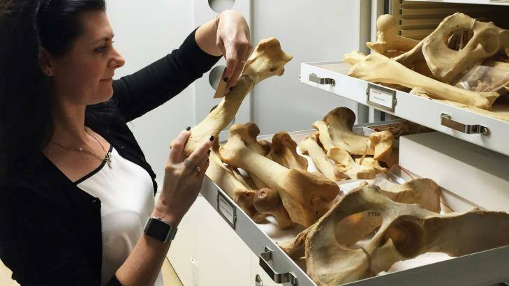 Rebecca Johnson with tiger bones from the Smithsonian's Roosevelt collection.