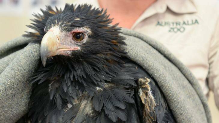 Brady the wedge-tailed eagle was caught in a feral animal trap at Gympie. Photo: Ben Beaden/Australia Zoo