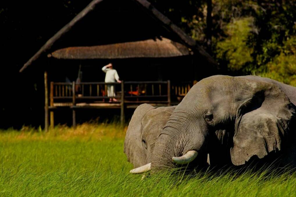 Wake up to see the elephants at Khwai River Lodge.