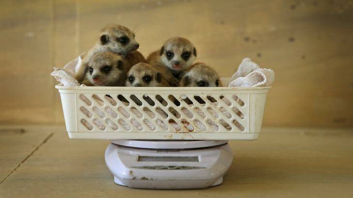The five meerkats, born on August 2, have had their weigh-in and heath check. Photo: Marina Neil