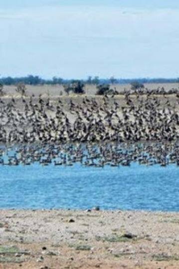 Mia Hunt's photograph of a large flock of ducks. Photo: The Land