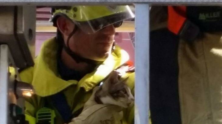 Fire fighter Nick Ryan cuddles the cat as they are lowered in a cherry picker. Photo: Supplied