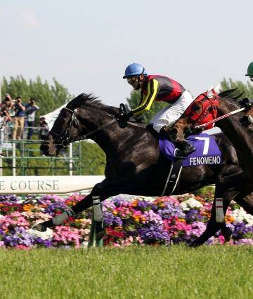 Possible talent for next year’s spring carnival: Fenomeno racing in Japan. Photo: Japan Racing Association