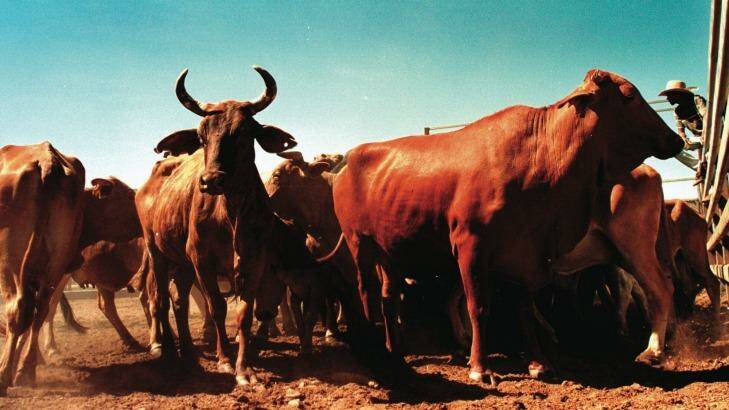 Beef producers across Australia are enjoying better returns. Photo: Robert Rough