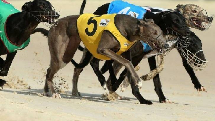 Greyhound racing is set to be banned in NSW Photo: Anthony Johnson