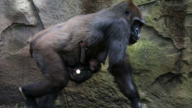 A baby western lowland gorilla clings to its mother, Frala, at Taronga Zoo Photo: Rick Rycroft