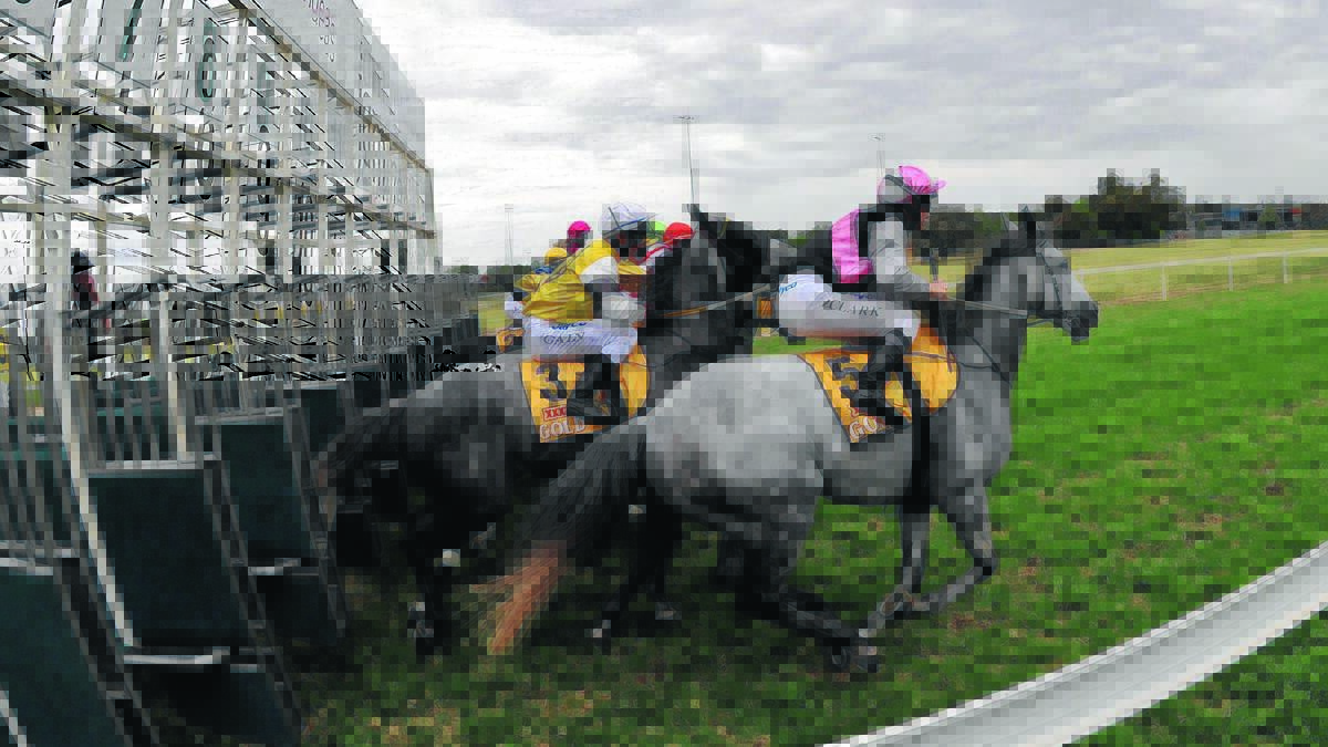 GOING GREY: The Silver Spoon, an all greys race, will again be a feature of Melbourne Cup day at Murrumbidgee Turf Club on Tuesday.