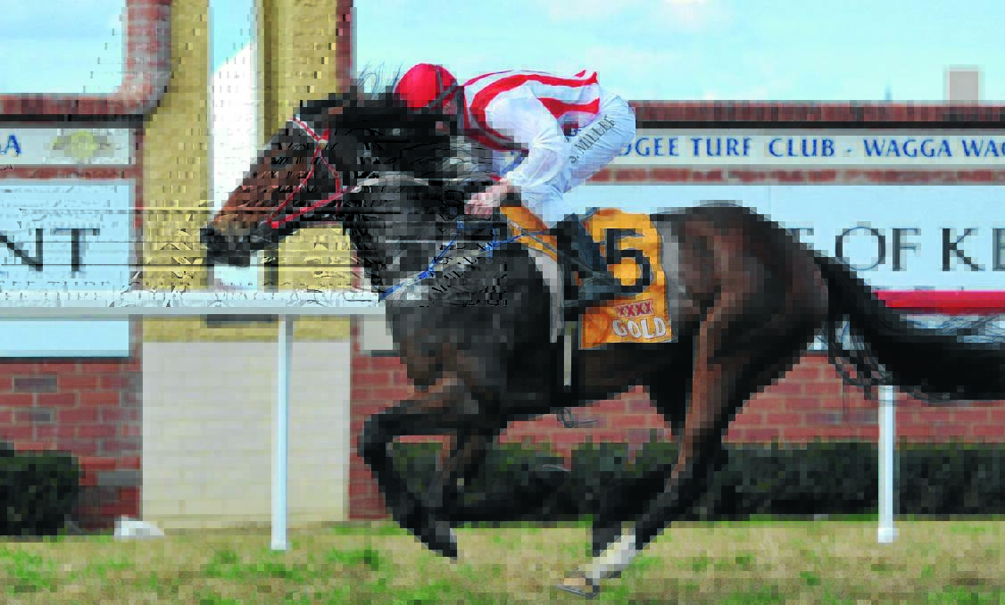 FINALIST: Eklands, a runaway winner at Wagga in July, is one of eight contenders for Southern District Racing Association (SDRA) Horse of the Year. Picture: Michael Frogley