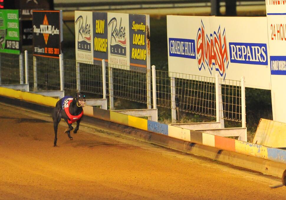 UNDER LIGHTS: Greyhound racing fans are expected to flock to Wagga Showground on Saturday night for a special TAB meeting