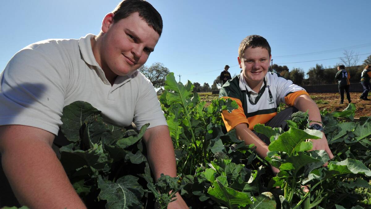 GREEN-EYED: (From left) Mount Austin High School students Tom Melbourne, 17, and Kai Batten, 16, monitor the school's broccoli crop. Picture: Michael Frogley