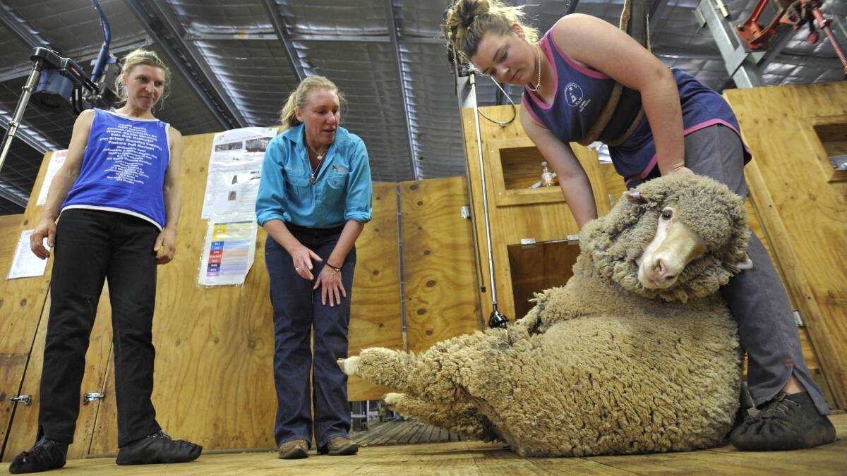 JOBS FOR THE GIRLS: Sharnah Stevens, 16, from Weethalle, demonstrates to school students how to sheer a sheep as German shearer Stefanie Kauschuss (left) and TAFE Riverina teacher Fiona Raleigh watch on. Picture: Les Smith