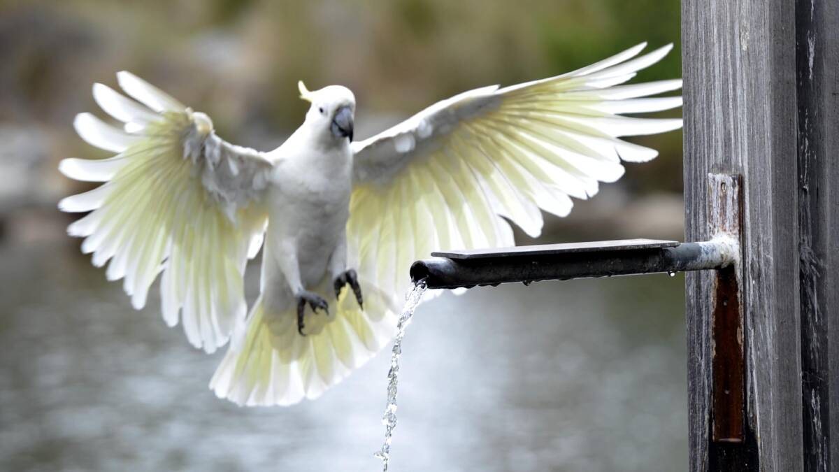THIRSTY: A cockatoo glides in for a drink at the Wollundry Lagoon. Picture: Les Smith