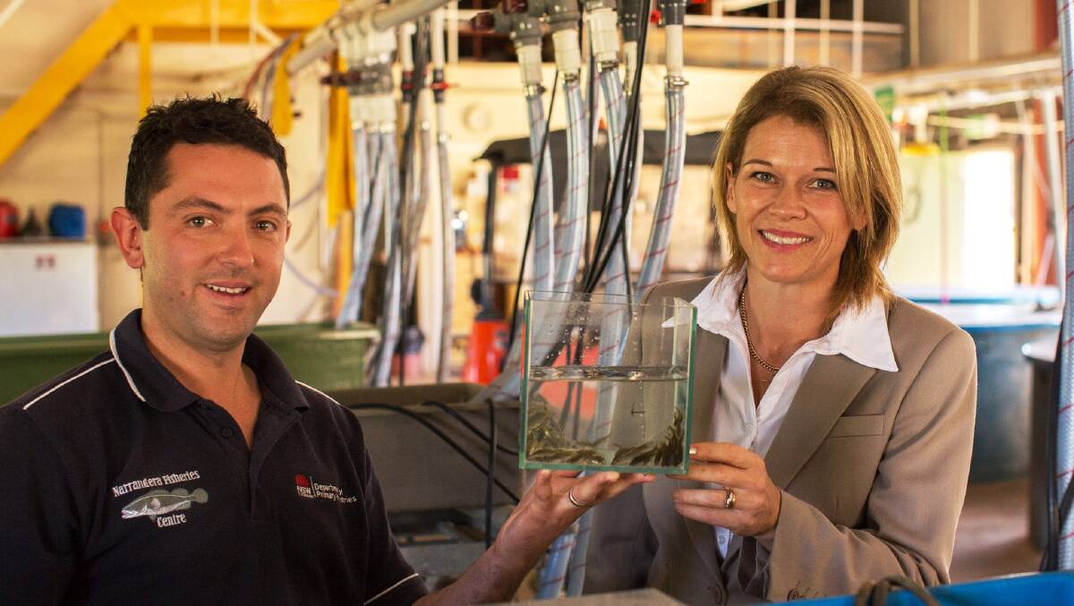 FISH ON THE RISE:  Minister for Primary Industries Katrina Hodgkinson with assistant hatchery manager Lachie Jess hold Golden Perch fingerlings which are some of the one million native fish released this season Picture: Contributed