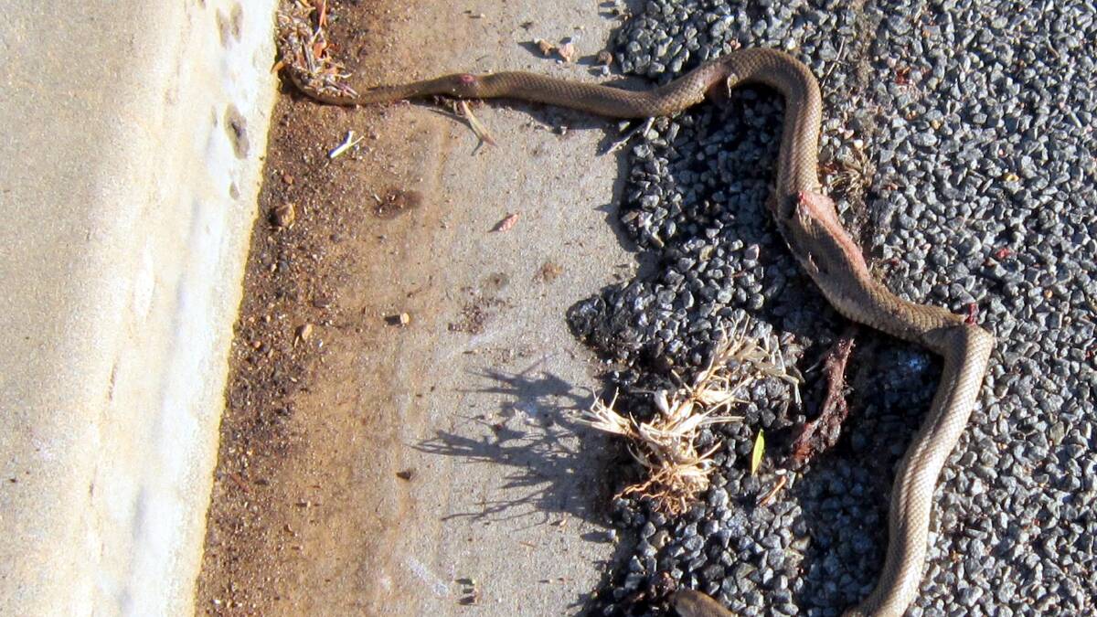 SHRIVELLED: The snake George Parkins found in a residential street off Fernleigh Road.