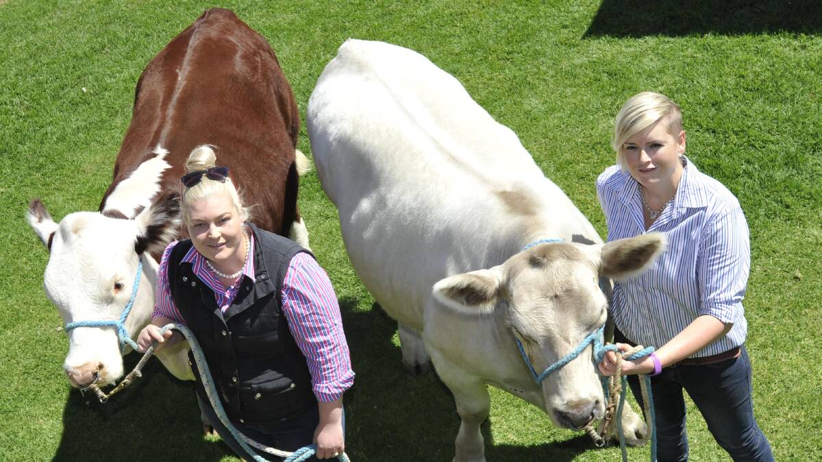 Nicole Rodd and Kimberley Whitley from the Wagga Murray Grey stud with the two steers auctioned off to raise money for the Willans Hill School and Relay for Life. Picture: Les Smith