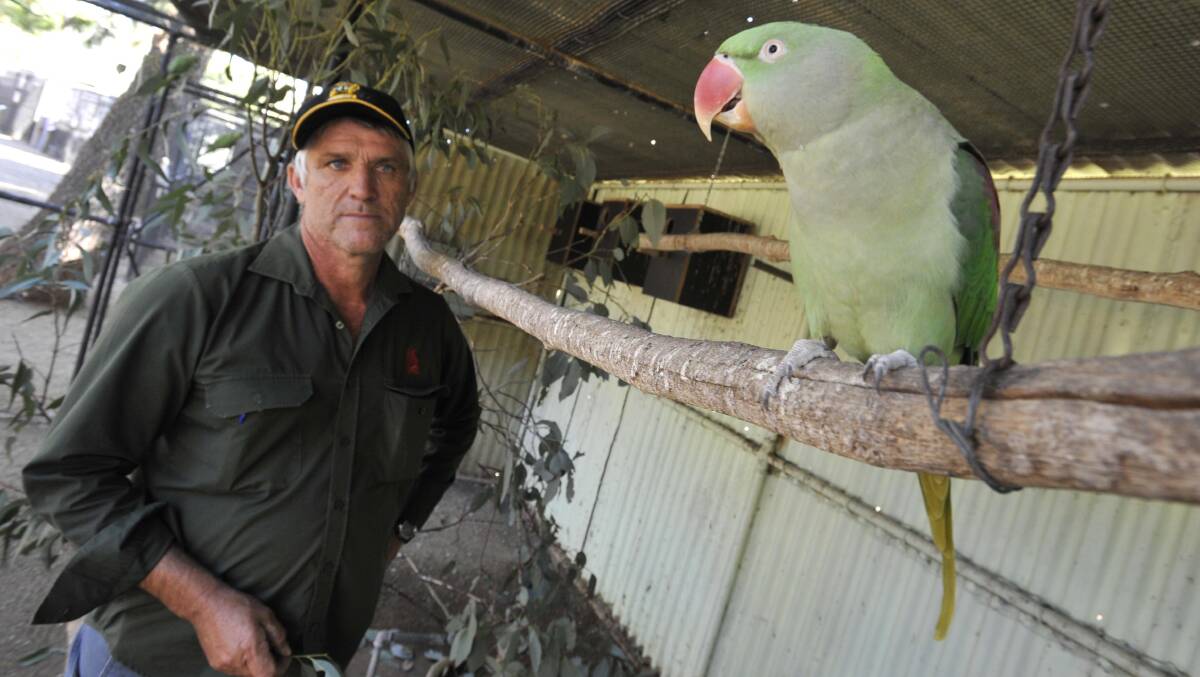 Wagga City Council horticultural supervisor Michael Cave, pictured with an Alexandrine parakeet, is disappointed at the theft of 16 birds from the zoo. Picture: Les Smith
