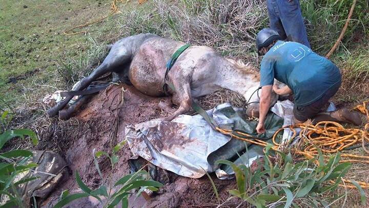 SUNK: Riverina-based large animal rescue expert Anthony Hatch helped in the successful rescue of this horse, Comet, on Wedenesday in Childers, Queensland by using an iPhone, iPad and laptop to relay images and information to rescue teams on the ground. Picture: Contributed