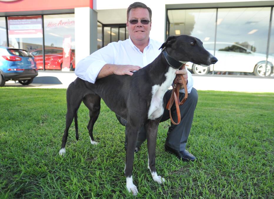 Steven Wilson, husband of trainer Laetitia Hand, with promising greyhound Mini Pig ahead of Sunday's race