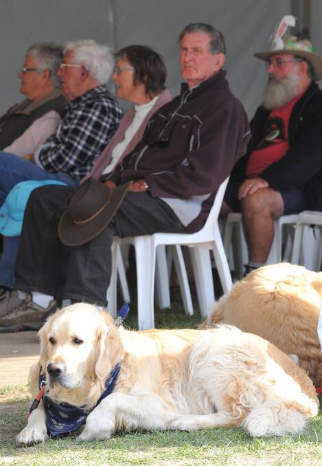 It's been a "ruff" day for some of the Stone the Crows Festival's furriest crowd members. Picture: Kieren L Tilly