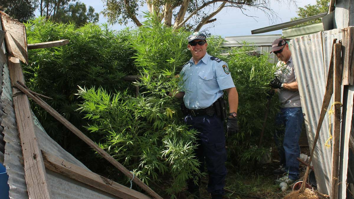 Police seized 23 cannabis plants from a Harden property in March. Picture: NSW Police