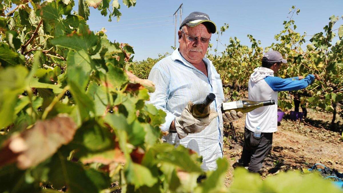 Picking has started at Cottontail Winery. Owner Gerry McCormack checks out the final product - which is now being exported to China - among the vines. Picture: Alastair Brook