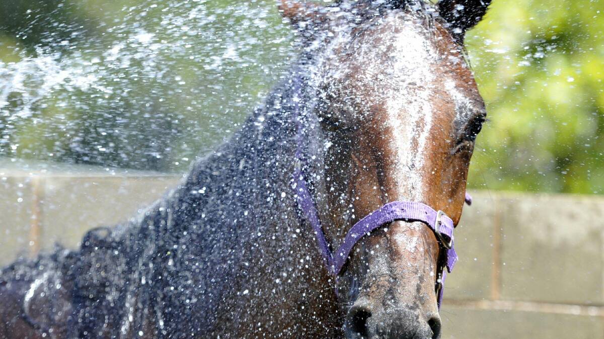 Teent Tina isn't fazed by a hose-down at Tumbarumba races. Picture: Les Smith