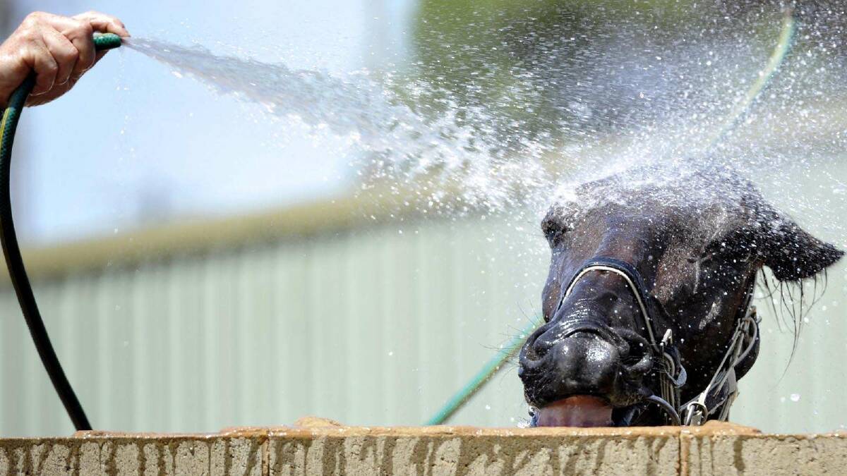 Falcon Bliss cools down at the Tumbarumba races. Picture: Les Smith