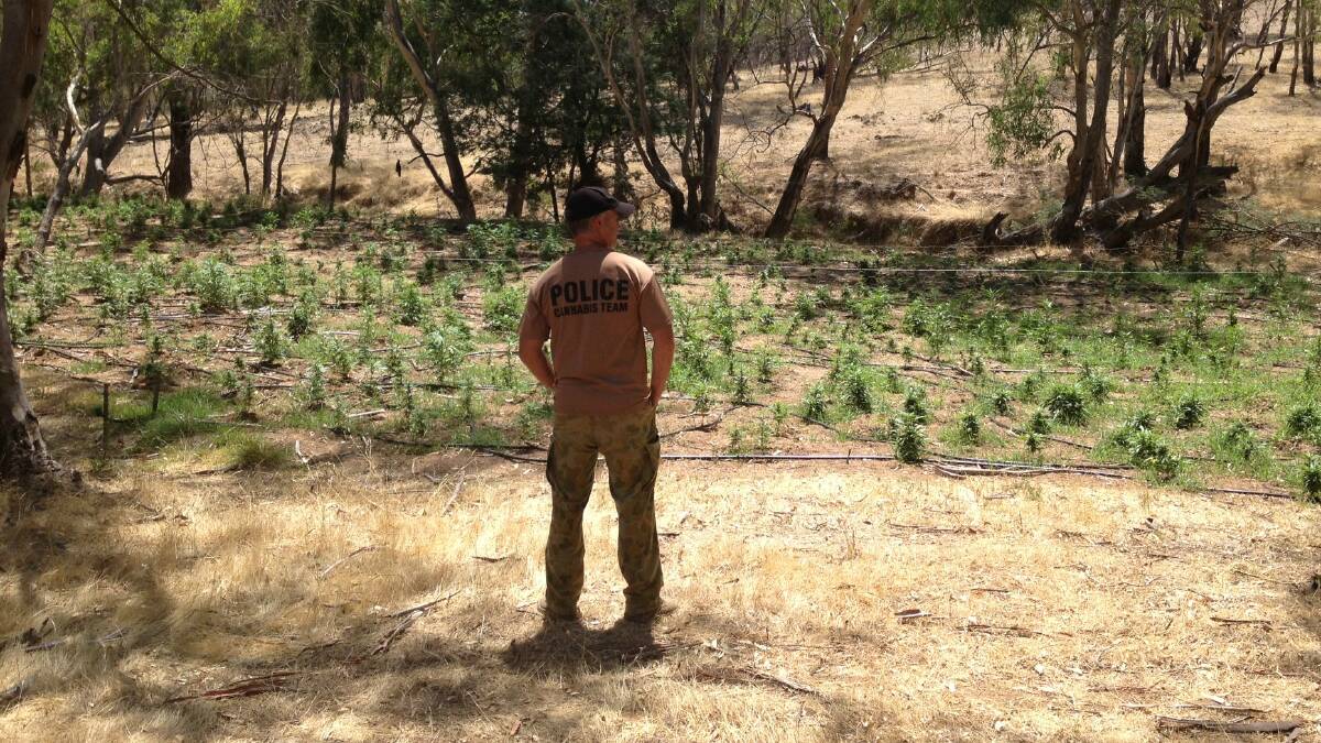 A police officer stands near a number of plants at Crowther, near Young.
Close to $15 million worth of illicit drugs have been seized and 12 people have been arrested following a major police operation across the state’s south. Picture: Contributed