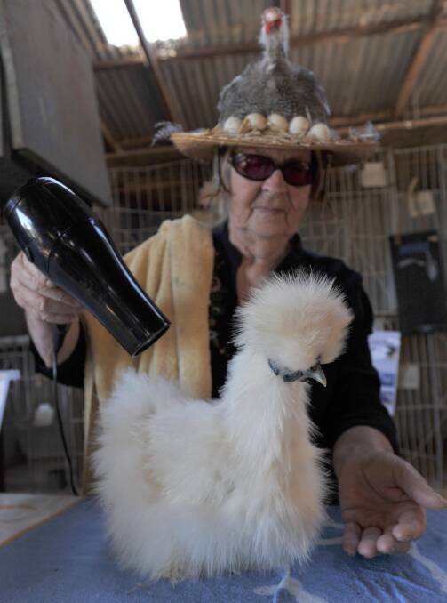 Judy Hunt blow drys her Silkie Chicken during a poultry open day at the Wagga Showgrounds on Sunday. 