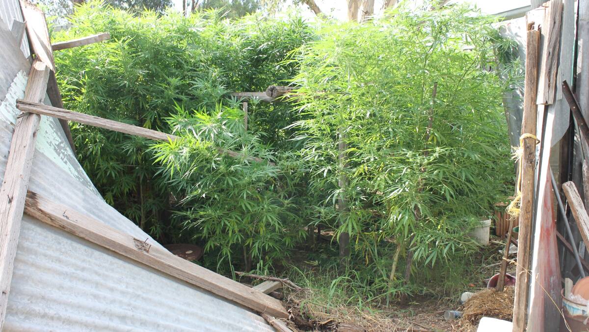 Police seized 23 cannabis plants from a Harden property on Thursday. Picture: NSW Police