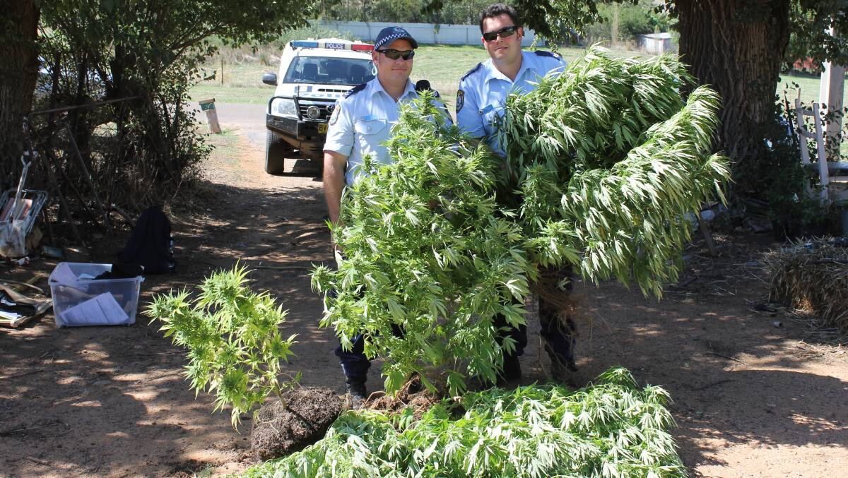 Police seized 11 cannabis plants - some more than one-metre high - from this Murrumburrah property on Friday. Picture: NSW Police