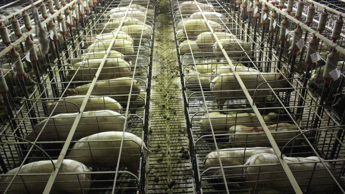 VISION: This image, one of more than 200 captured by animal activists, shows the inside of the Grong Grong Piggery near Narrandera. Anti animal abuse group Aussie Farms claims the owners are subjecting the pigs to extreme cruelty. Picture: Aussie Farms.