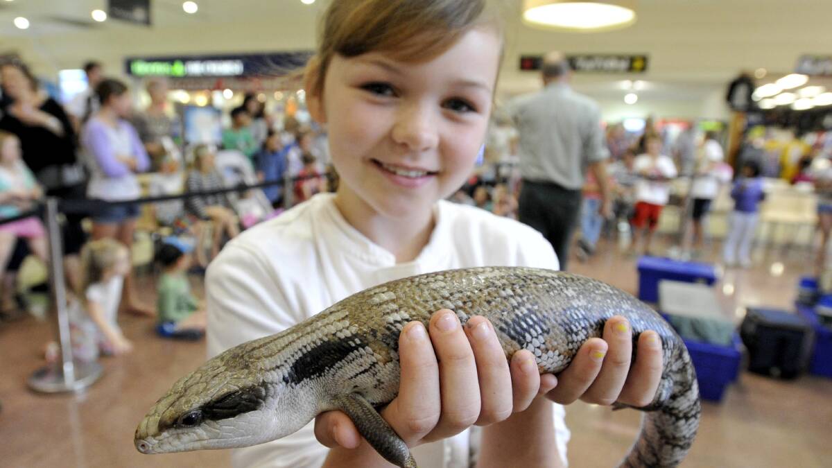 Ruby McDonnell, 8, of Wagga gets up close with a Blue-tongue lizard during the Crocodile Encounters school holiday reptile show at the Wagga Marketplace on Thursday. Picture: Les Smith
