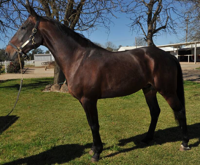 EXTRA INCENTIVE: Harness Racing NSW announced a number of breeding incentives which will make the likes of Caribbean Blaster, standing at Yirribee this season, more attractive to breeders.