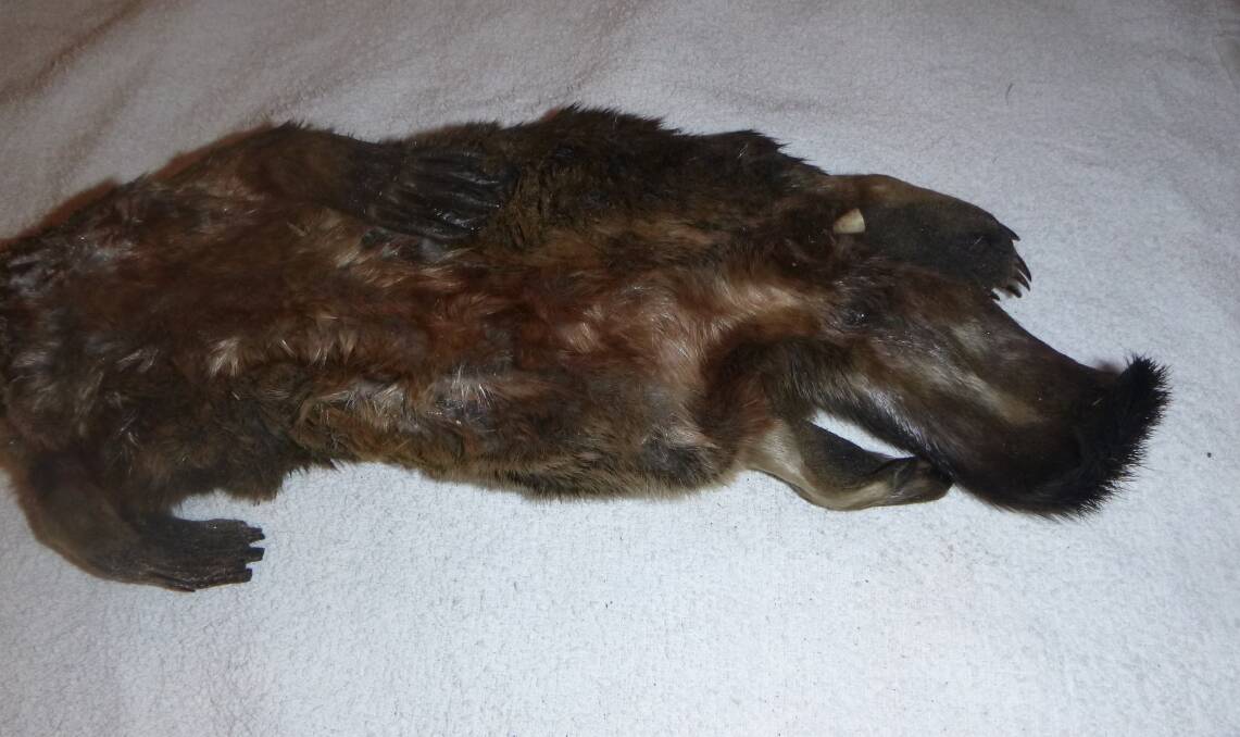 KILLED: The body of one of the dead platypuses, which had its head cut off. 