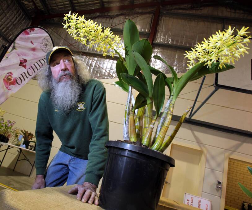 FLOWER OF THE FLOCK: Wagga Orchid Society vice-president John Dawe expects more than 400 punters to admire the popular plant this weekend. Picture: Les Smith