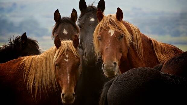 Despite receiving growing outrage from animal activist groups, local environmental scientists are praising the Draft Wild Horse Management Plan for Kosciuszko National Park.