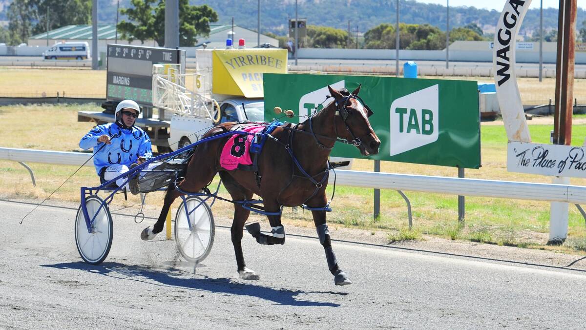 OVER HE GOES: Rodney Lemon and Coola Bar Boy cruise to victory in the Tozer Construction Pace at Wagga on Sunday. Picture: Kieren L Tilly