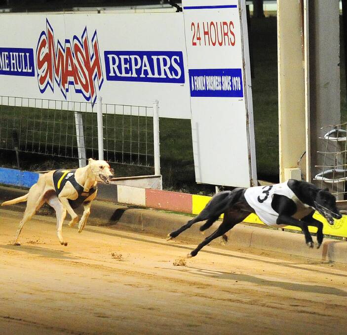 JUMPING FOR JOY: Temora greyhound Ludwig clears out from Country Doll to win the Butch Pertzel Memorial for trainer Cherryl Bradley at the Wagga Showground on Friday night. Picture: Kieren L Tilly