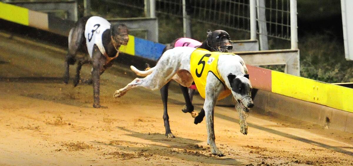 TOO GOOD: Cosmic Prince rallies past Tiggerlong Katut to win the Graeme Hull Memorial Gold Cup for Wagga trainer Craig Price on Friday night. Picture: Kieren L Tilly