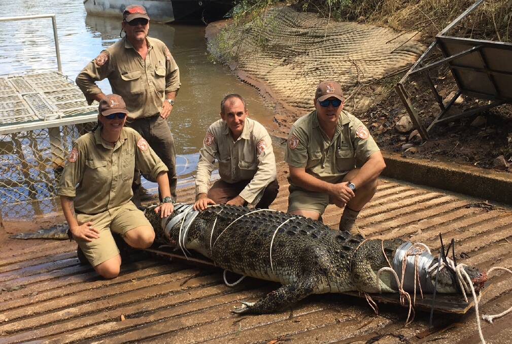 GOTCHA: Rangers trapped this big saltwater crocodile at the Nitmiluk Gorge last night and removed it this morning. Picture: supplied.