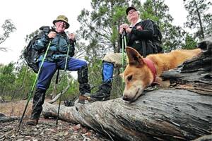 NEW HEIGHTS: Rotarians for Fighting AIDS national chairman (left) Fred Loneragan and board member John Glassford, with dog Jessie, practise at The Rock before their attempt to climb the Mountains of the Moon in Uganda next week. Picture: Les Smith
