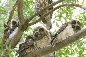 FEATHERED FAMILY: A family of five Southern Boobook owls has taken up residence in Sue Robertson’s central Wagga garden, a sight that is becoming increasingly rare in residential areas. Picture: Les Smith