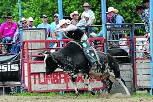 BREATHTAKING: The annual New Year�s Day Tumbarumba Rodeo was a massive success, with local and interstate riders wrangling bulls and broncs for a captive audience. Dean Beatty is seen here bracing for the buck in the seond divison bull ride. Picture: Les Smithn