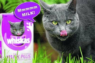 NEW FACE: Could a Wagga cat be the new face of Whiskas? Suki (pictured), a moggie, is a popular candidate to win a state competition to be the new face of Whiskas with this entry photo created by her owners Josh Bett and Megan Cooper. Picture: Josh Bett