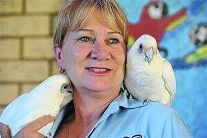 BACK HOME: White corella, Baby (left) has been reunited with owner Dianne Dale and feathered friend Max, after being missing from her Mount Austin home for two weeks. Picture: Oscar Colman