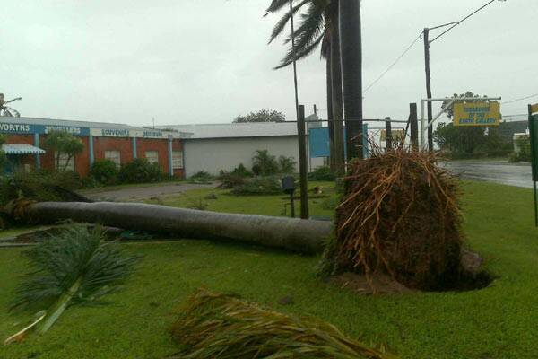 A palm tree ripped out of the ground at Home Hill, south of Townsville, on February 3. Photo: Marissa Calligeros.