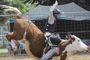 HAND UP: Lane Pendergast shows his skills in the steer ride and finished second in the under-18 competition during the Gundagai Rodeo on Saturday.