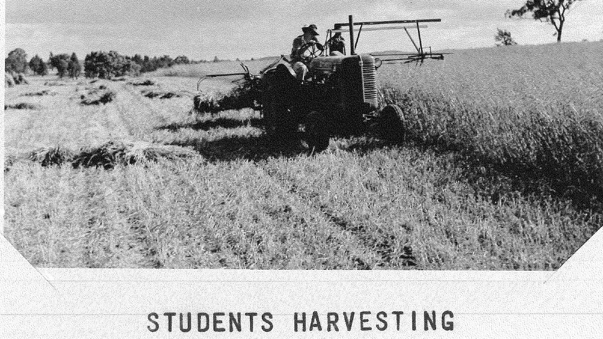 Students harvesting in November 1952. Picture: Regional Archives/Wagga and District Historical Society